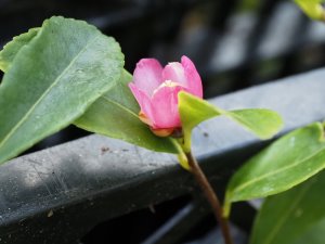 Camellia brevistyla var. rubra