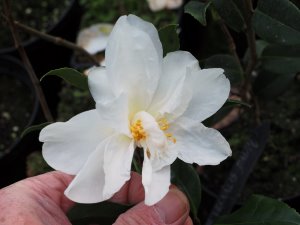 Camellia vernalis ‘Dawn’
