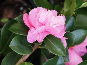 Camellia sasanqua ‘Waterfall Pink’