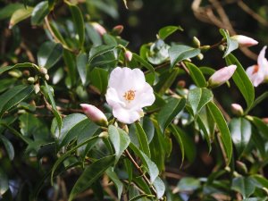 Camellia ‘Winton’