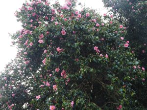 Camellia x williamsii