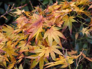 Acer palmatum ‘Mikawa yatsubusa’