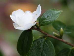 Camellia grijsii