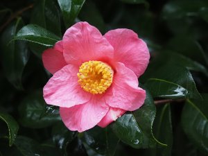 Camellia x williamsii ‘Carolyn Williams’