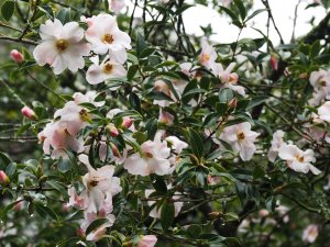 pale form of Camellia saluenensis