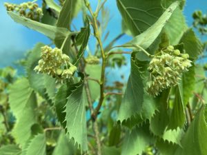 Tilia henryana