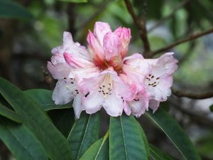 Rhododendron ‘Mrs Butler’