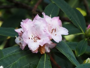 Rhododendron ‘Mrs Butler’