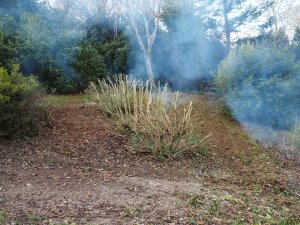 camellia pruning