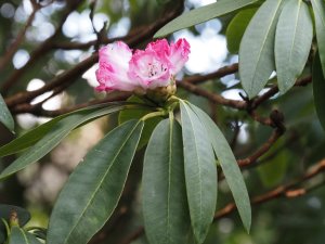 Rhododendron arboreum ssp. cinnamomeum