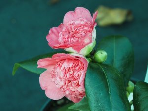 Camellia ‘Jingle Bells’