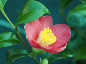 Camellia ‘Rusticana’