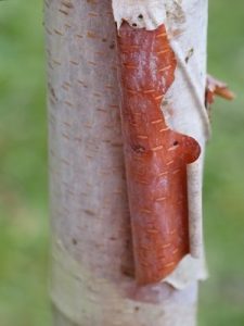 Betula utilis subsp. albosinensis ‘China Ruby’