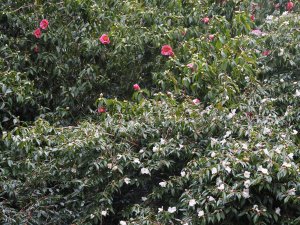 Camellia ‘Cornish Snow’ and Camellia reticulata ‘Mary Williams’