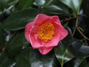 Camellia ‘New Venture’