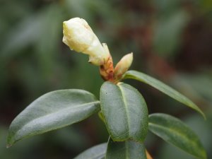 Rhododendron ‘Bo Peep’