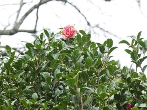 Camellia ‘Anticipation Variegated’
