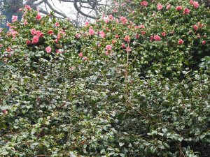 camellia hybrids