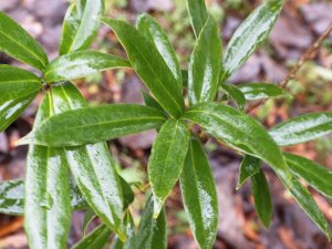 Lithocarpus corneus