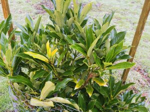 Lithocarpus glabrata