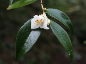 Camellia tsaii