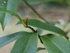 Magnolia martinii