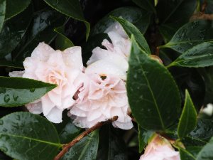 Camellia ‘Buttons and Bows’