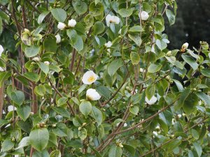 Camellia grisjii