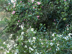Camellia sasanqua ‘Narumigata’ and Camellia x williamsii ‘St Ewe’