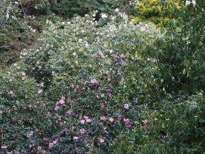 Camellia x williamsii ‘St Ewe’ and a clump of Camellia x williamsii ‘J. C. Williams’