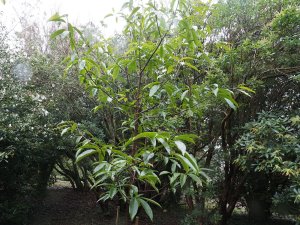 Magnolia caveanas