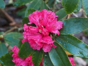 Rhododendron ‘Winter Intruder’