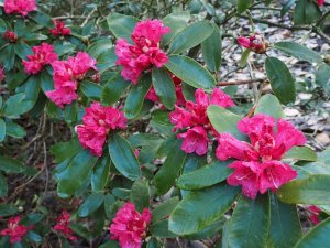 Rhododendron ‘Winter Intruder’