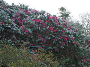 Rhododendron ‘Winter Intruder’