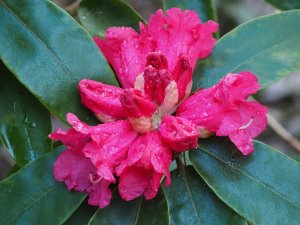 Rhododendron ‘Winter Intruder’