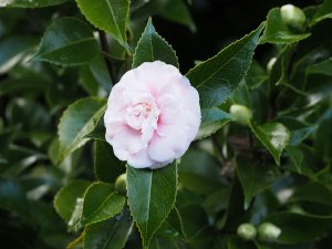 Camellia ‘Debutante’