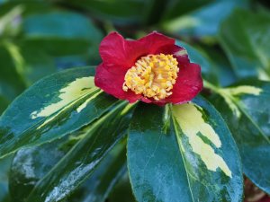 Camellia ‘Reigyoku’