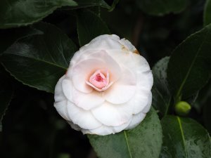 Camellia ‘Desire’