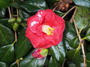 Camellia ‘Nagaski’