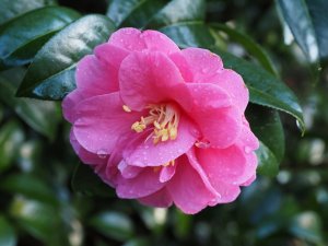 Camellia x williamsii ‘Inspiration’
