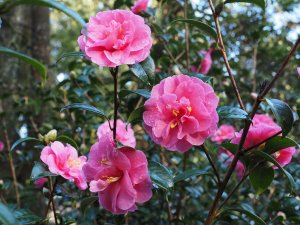 Camellia x williamsii ‘Inspiration’