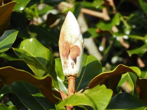 Magnolia grandiflora ‘D D Blanchard’
