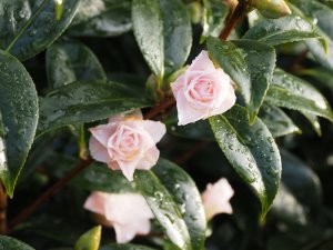 Camellia ‘Buttons and Bows’