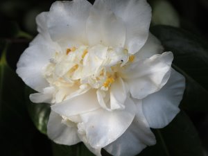 Camellia ‘Silver Anniversary’