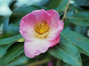 Camellia saluenensis ‘Isadora’