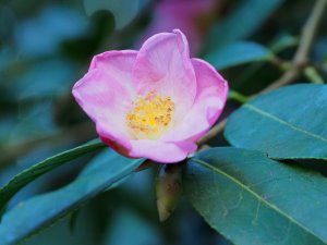 Camellia saluenensis ‘Isadora’