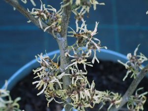 Hamamelis japonica ‘Brentry’