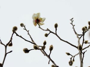 Magnolia campbellii alba ‘Strybing White’