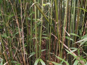 Phyllostachys dulcis