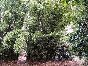 Phyllostachys dulcis